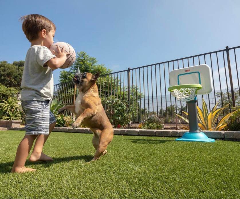 A young boy holding a basketball stands on pet turf near a small hoop, while a playful brown dog jumps up towards the ball. They are outside in a sunny, fenced yard with plants in the background.