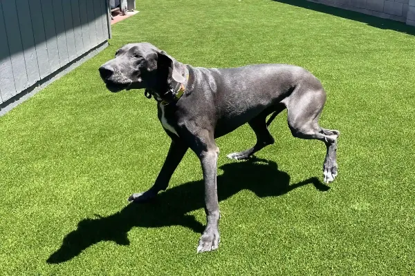 A large gray Great Dane with a black collar strolls across vibrant green pet turf in a sunny, fenced yard, casting a clear shadow on the ground.