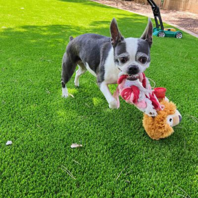 A small black and white dog stands on bright green pet turf, holding a plush toy in its mouth. The toy has a tan, fuzzy head and red-and-white limbs. A green lawnmower is visible in the background.